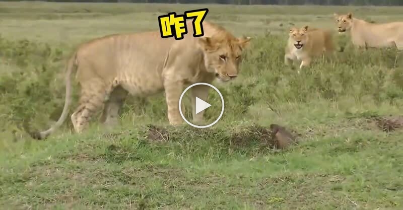 獅子：這小小貓鼬嘴是真硬！