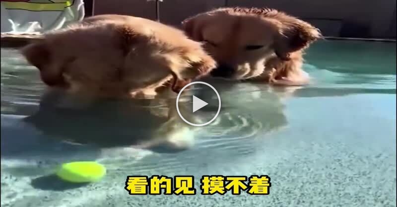 狗狗的玩具球掉水裏了，看看狗狗是如何操作的！